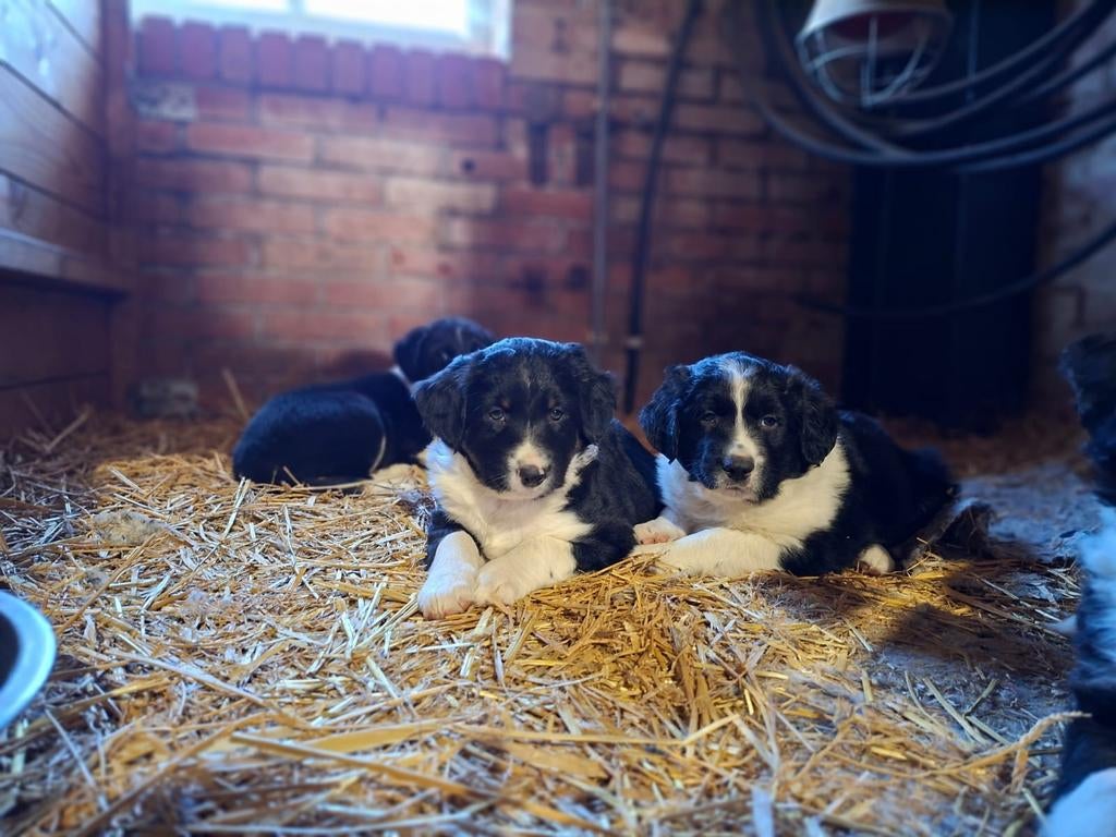 Bordercollie x Friese Stabij pups, Parvo, Overige rassen, 8 tot 15 weken, Meerdere