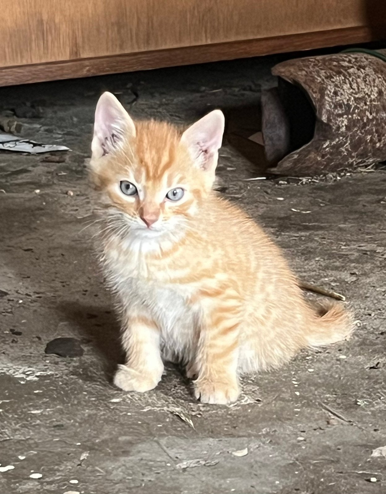 Mooie tamme jonge poesjes, Dieren en Toebehoren, Meerdere dieren, Ontwormd, 0 tot 2 jaar