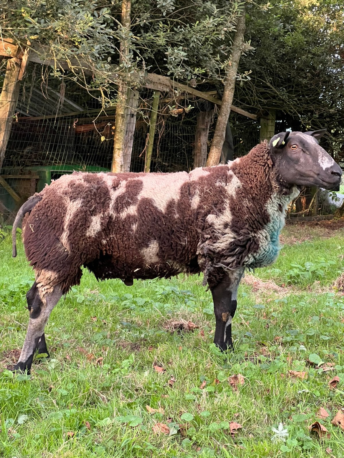 Bonte overjarige dekram, Dieren en Toebehoren, Mannelijk, Schaap