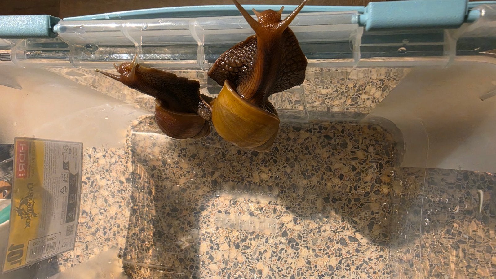 Giant African Snails, Februari, Geslacht onbekend