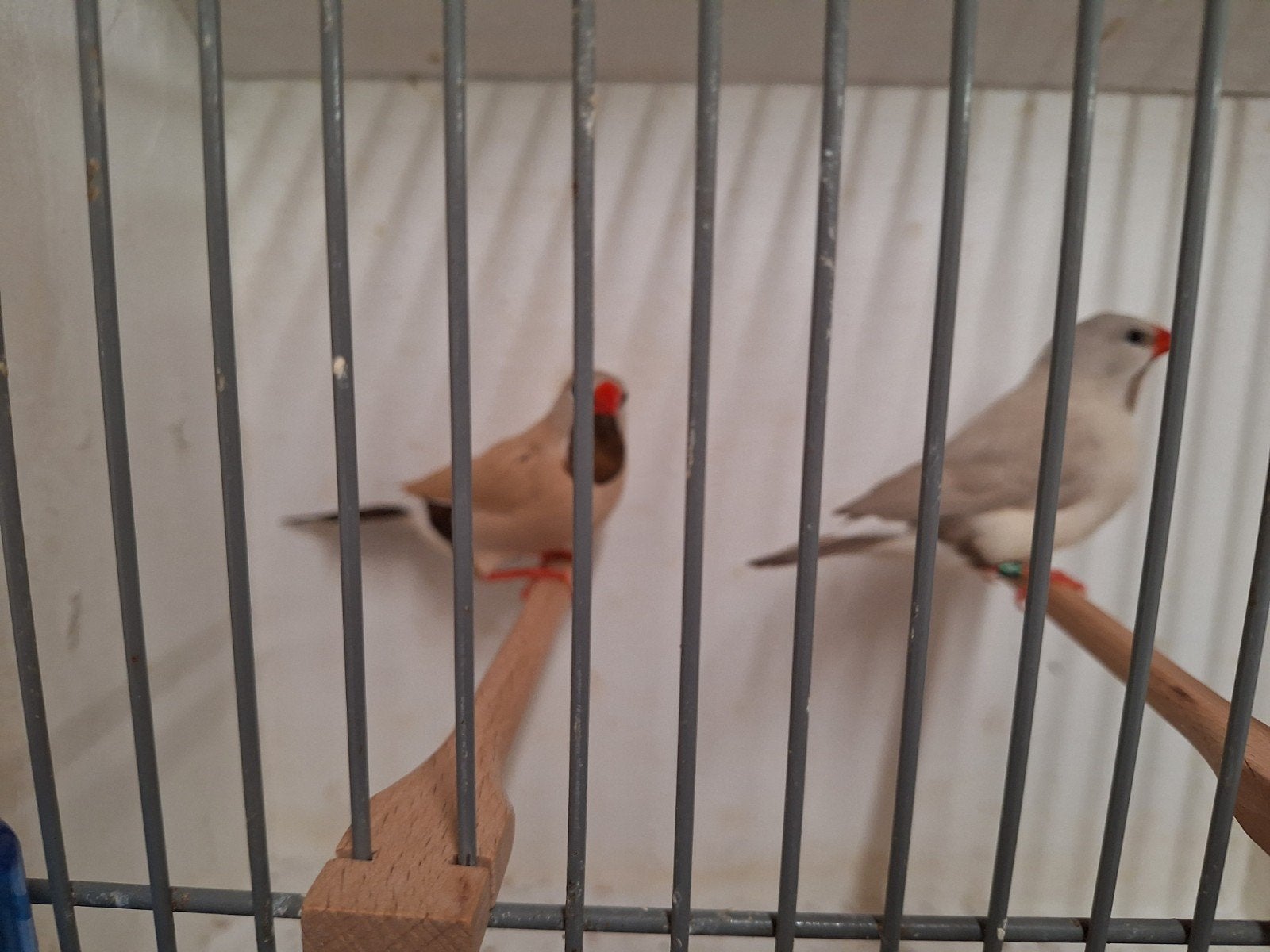 Spitsstaart amadines, Dieren en Toebehoren, Vogels | Overige Vogels, Meerdere dieren