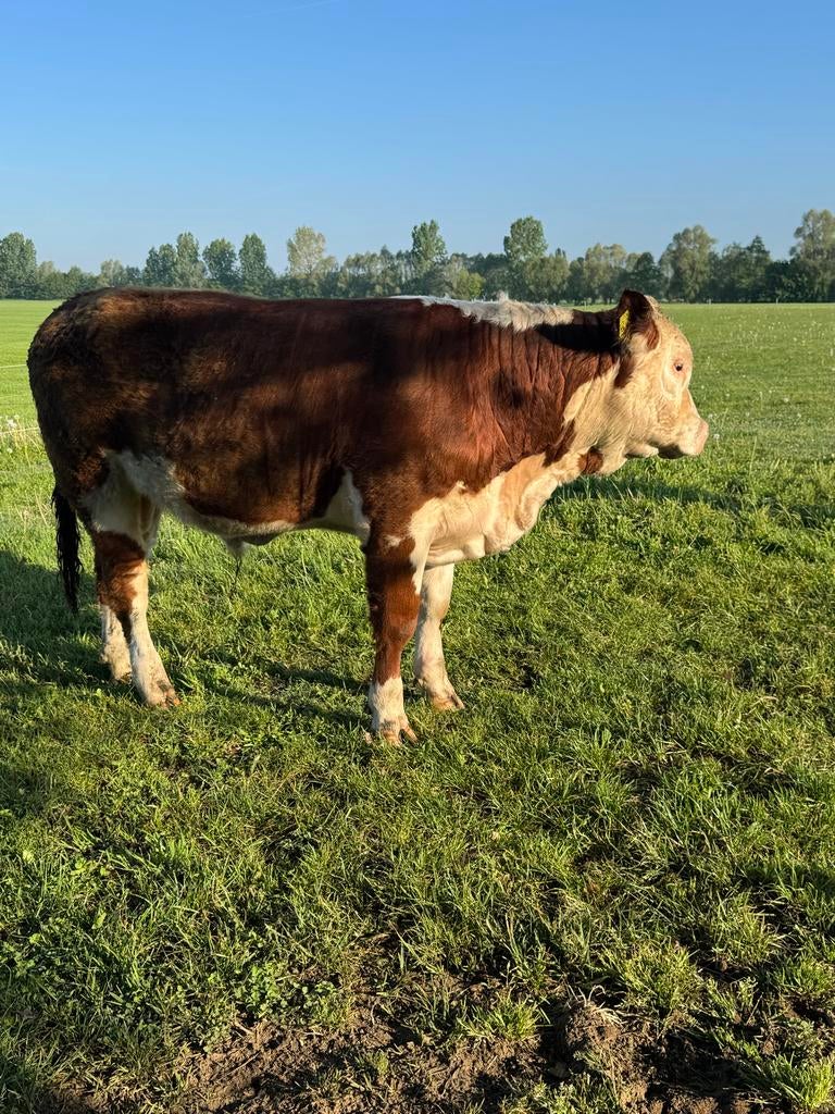 Hereford stier te koop, Dieren en Toebehoren, Runderen, Mannelijk