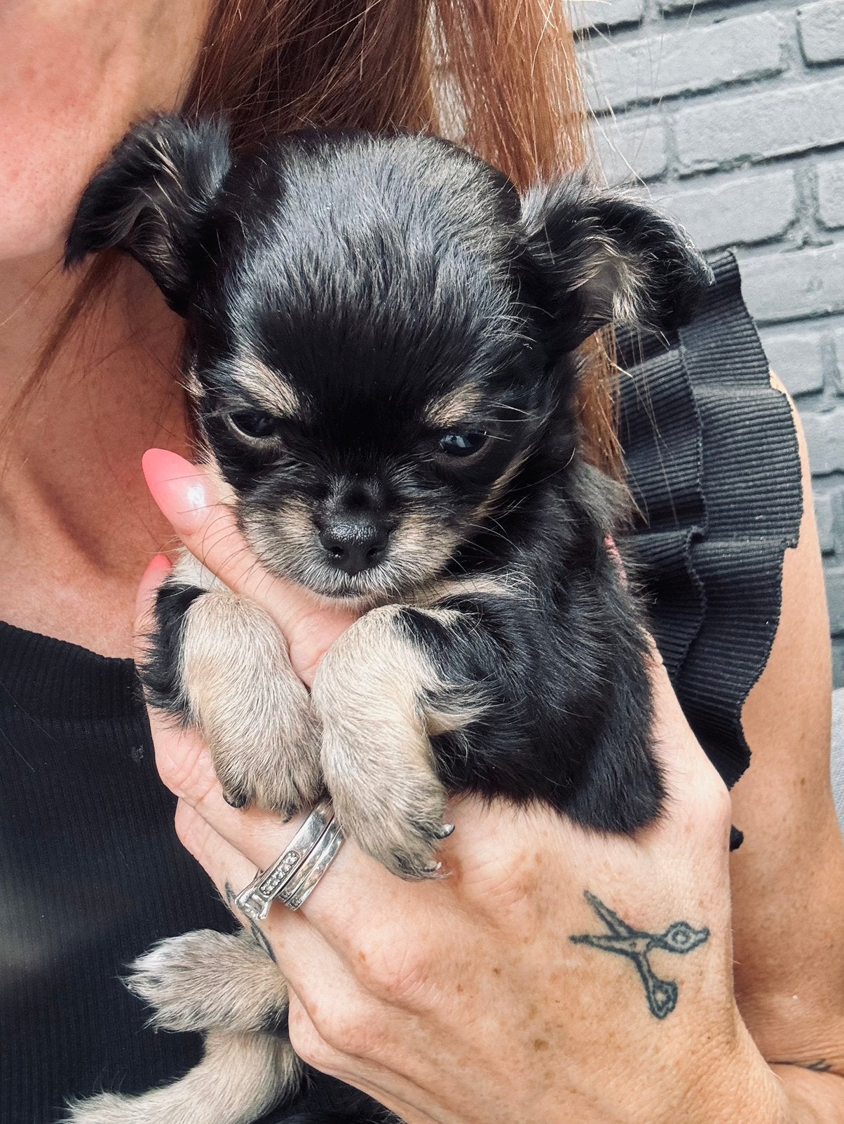 Chihuahua puppy's te koop, 8 tot 15 weken, Parvo, Meerdere, Meerdere dieren