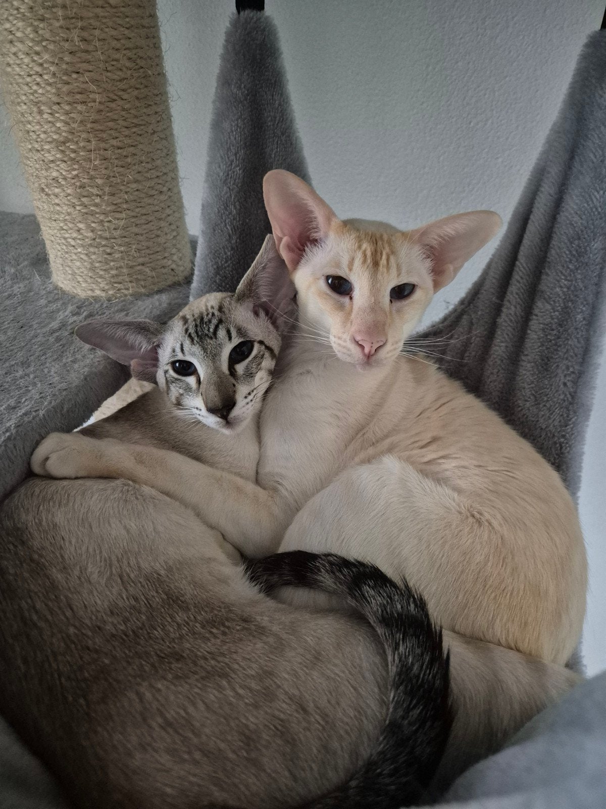 De allerliefste siamees vriendjes, Dieren en Toebehoren, Kater, Kortharig