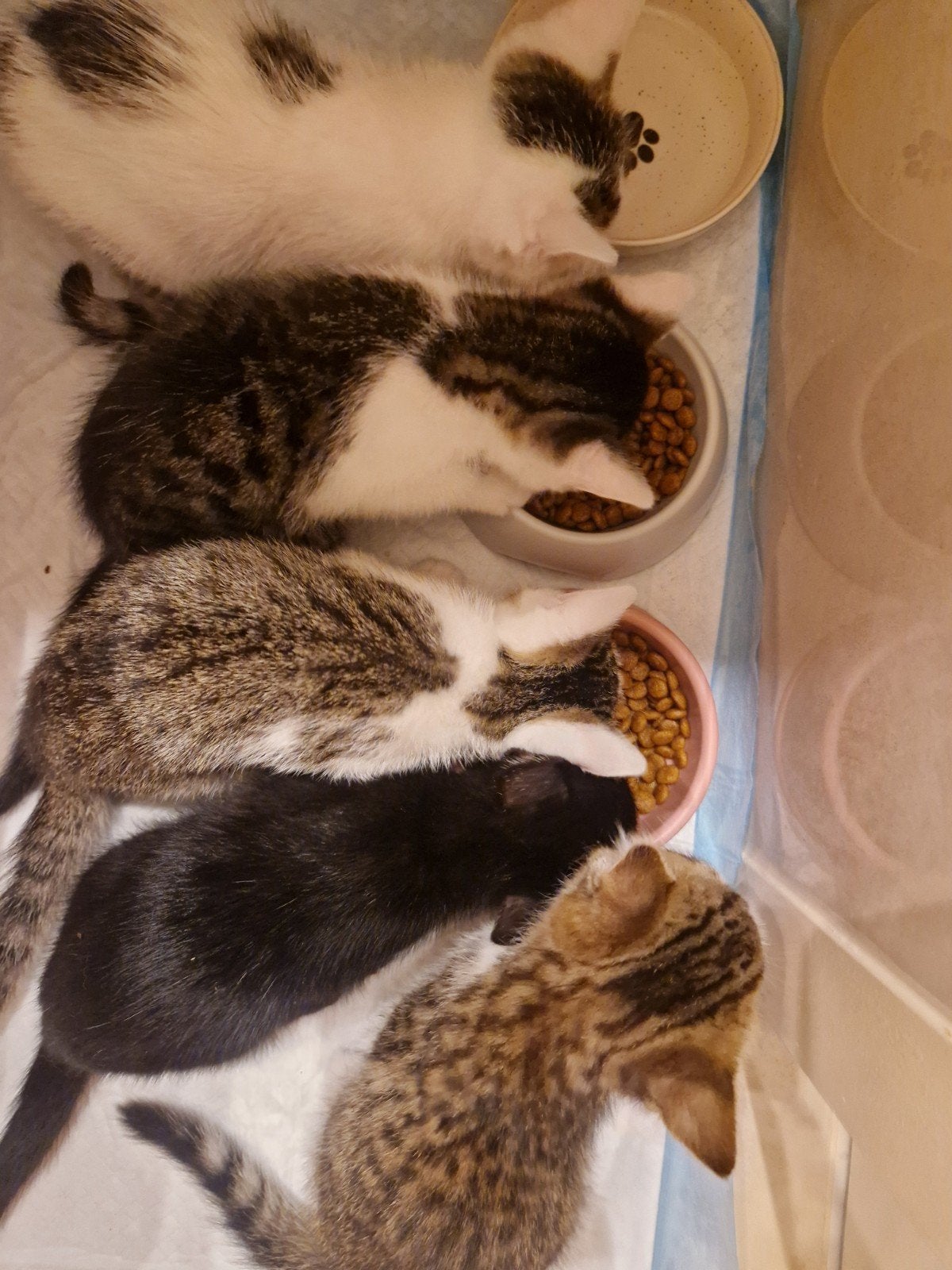 Kittens 9 weken, Meerdere dieren, Kortharig, 0 tot 2 jaar