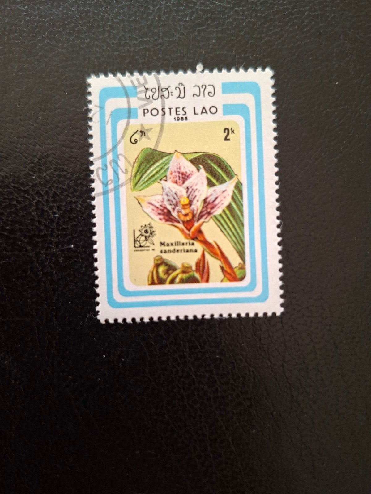Bloemen.  Orchidee.  Laos, Ophalen of Verzenden, Dier of Natuur