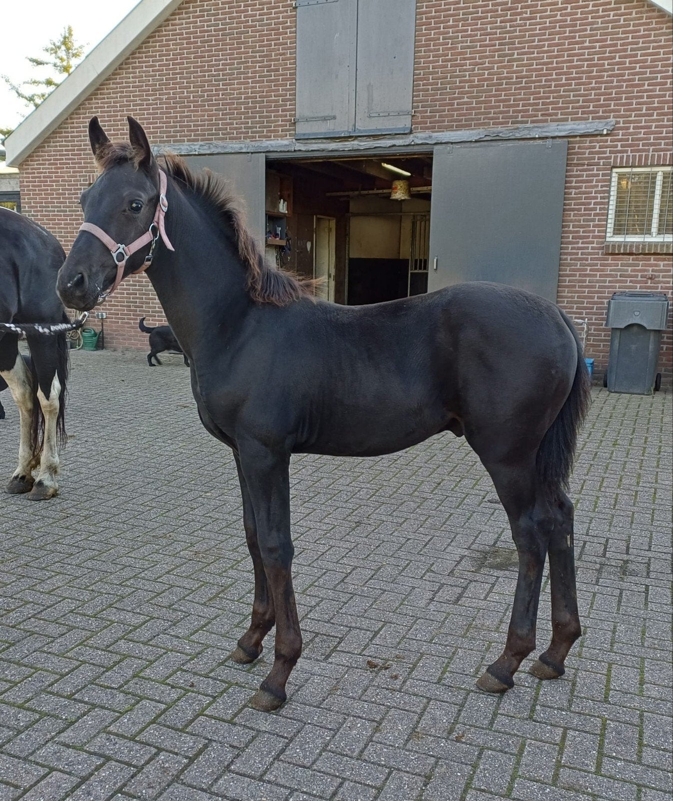 Te Koop: Chique Hengstveulen, Minder dan 160 cm, Met stamboom, Niet van toepassing, Dressuurpaard