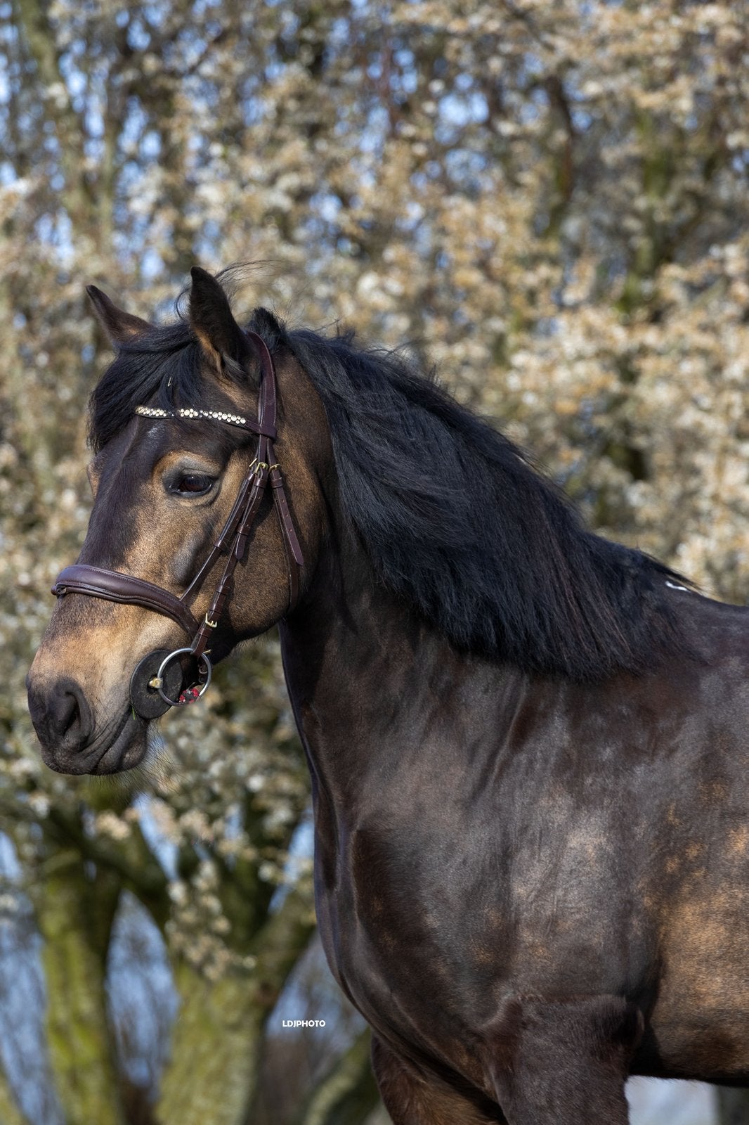 Lease pony aangeboden, Ophalen