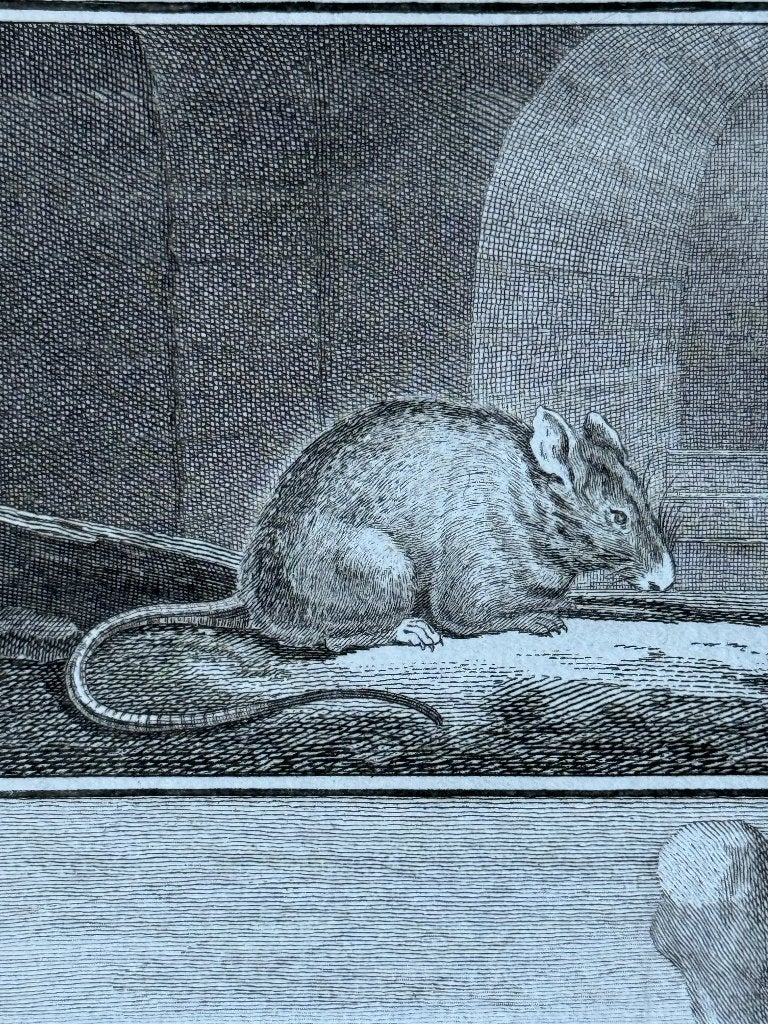 1770 - Le Mulot - De Veldmuis - Buffon - P0748, Antiek en Kunst, Ophalen of Verzenden, Gravure, 1700 - 1799