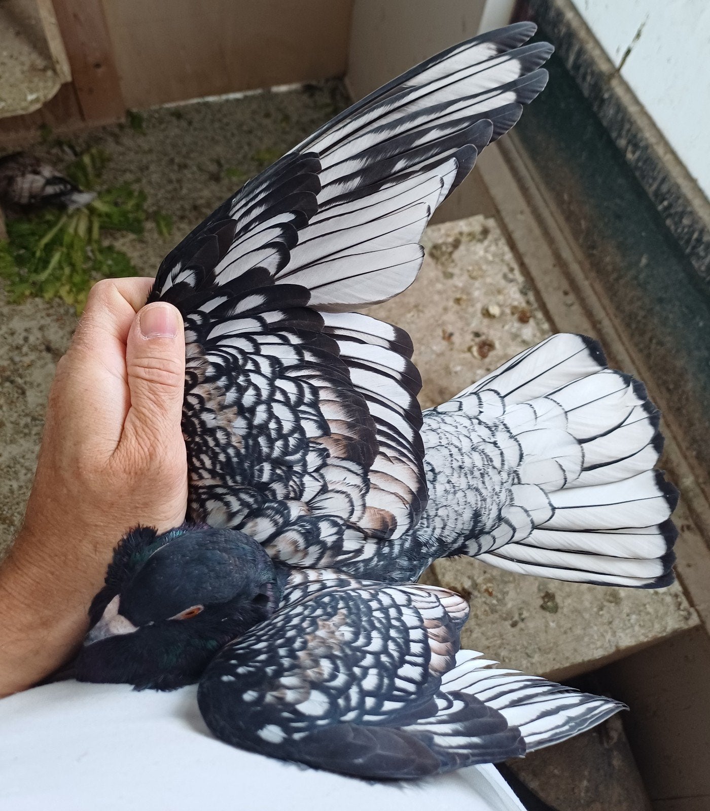 Kleurpostduiven, Meerdere dieren, Postduif