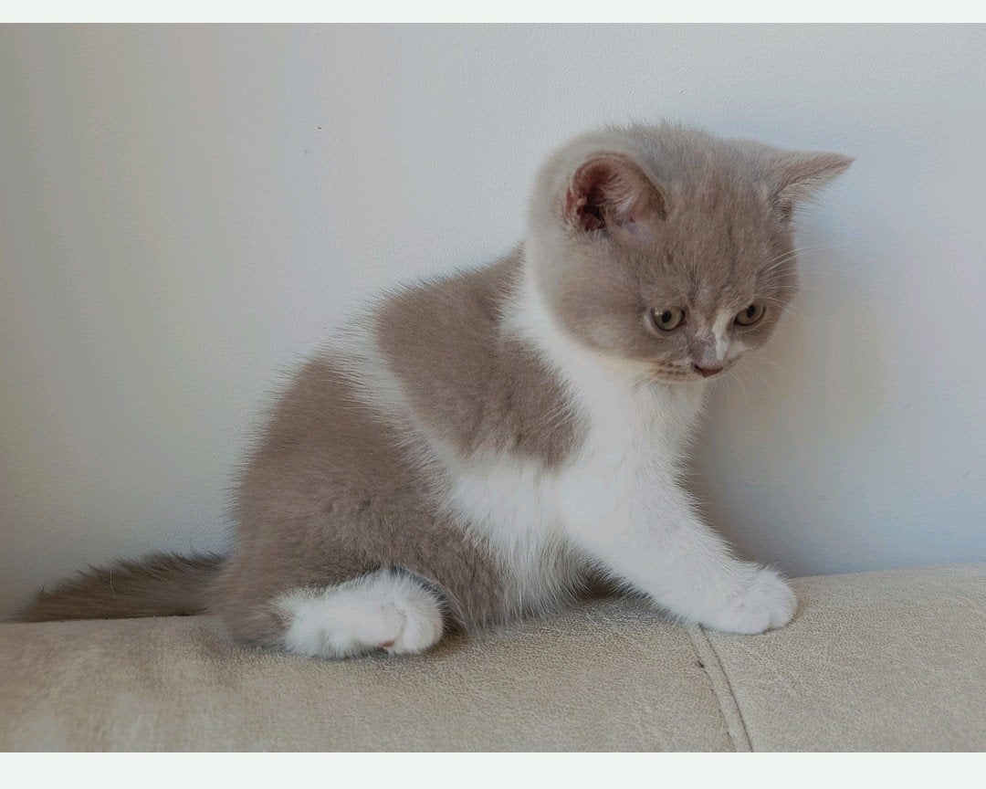 Mooie lilac wit (bicolor) en lilac Britse korthaar kittens, Meerdere dieren, Ontwormd, 0 tot 2 jaar