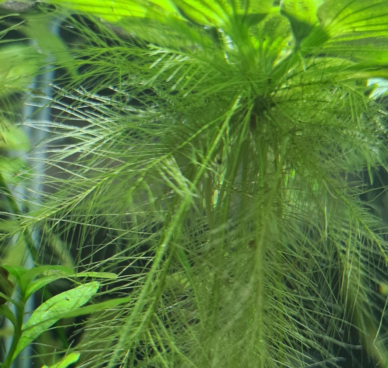 Drijfplantjes beschikbaar - 25 stuks voor 5 euro, Dieren en Toebehoren, Vissen | Aquaria en Toebehoren, Ophalen, Nieuw, Plant(en), Steen of Hout