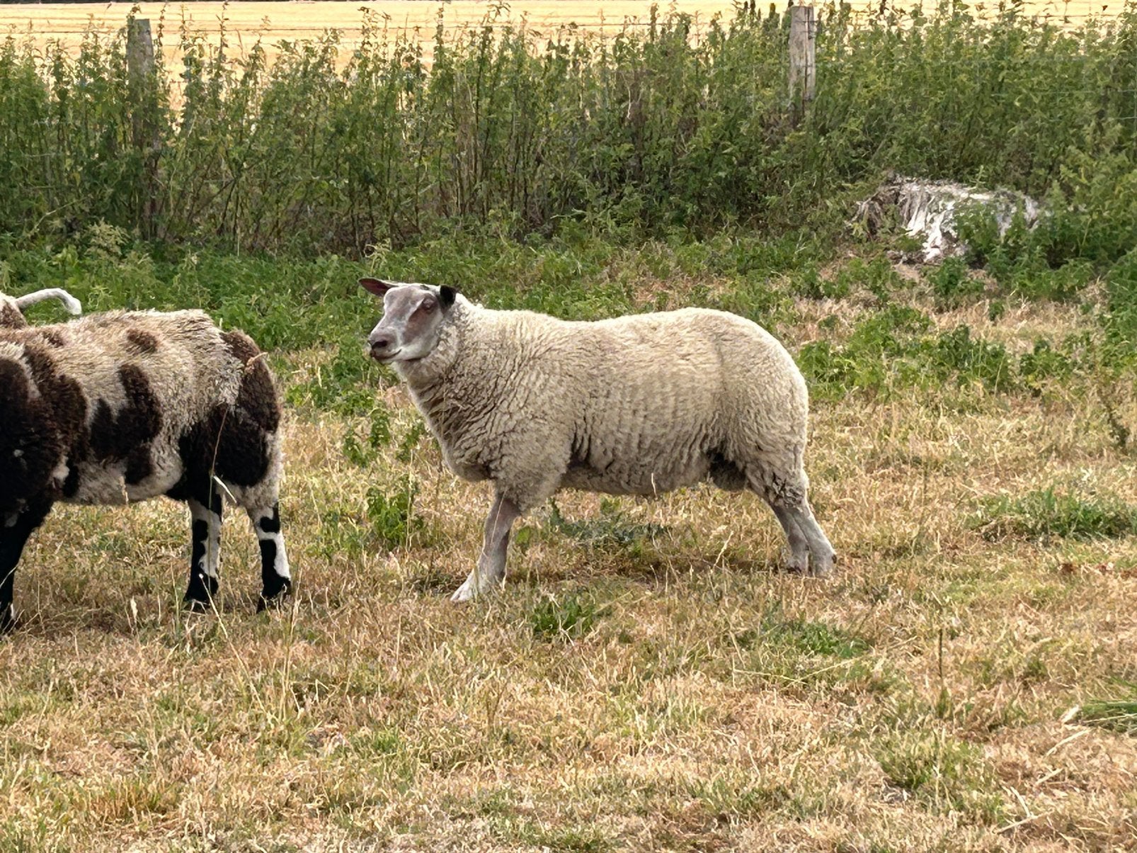 Dekrammen rouge de l’ouest, Dieren en Toebehoren, Schapen, Geiten en Varkens, Meerdere dieren, Schaap