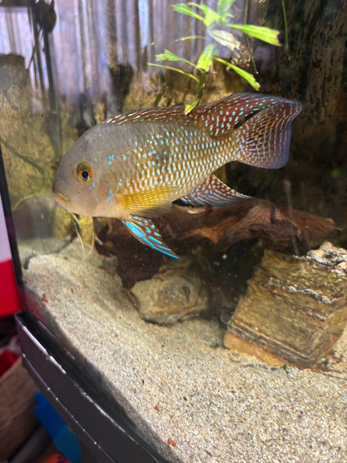 2 cichlide, Dieren en Toebehoren, Vissen | Aquariumvissen