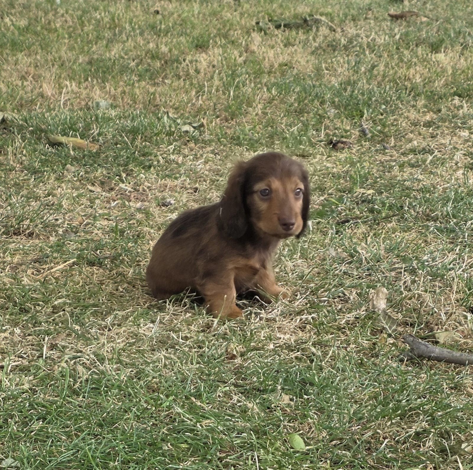 langhaar Dwerg teckel pup reutje choco & tan, Dieren en Toebehoren, Reu, Dwerg, Langhaar, Eén hond