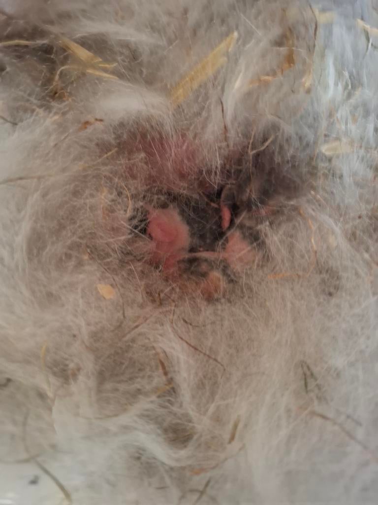 Schattige baby dwerg konijntjes, Dieren en Toebehoren, Geslacht onbekend, Dwerg, 0 tot 2 jaar