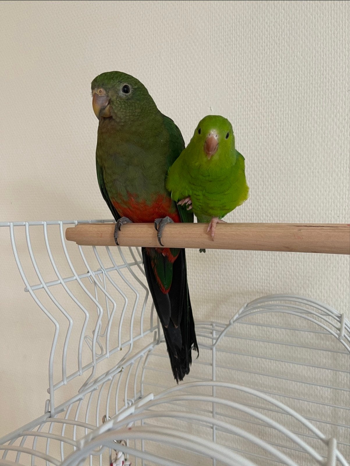 2 vogels met kooi, Meerdere dieren, Parkiet