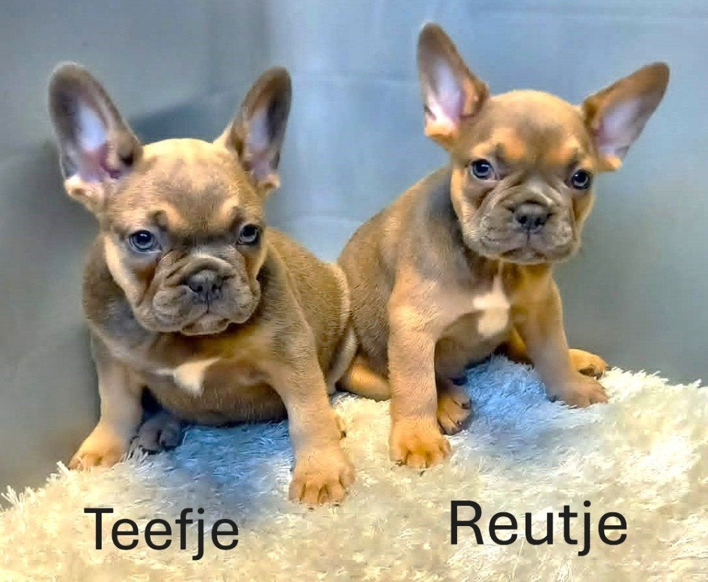 Franse Bulldog Pups  Blue Fawn & Tan / Blauw / Cream, Parvo, 8 tot 15 weken, Bulldog, Meerdere