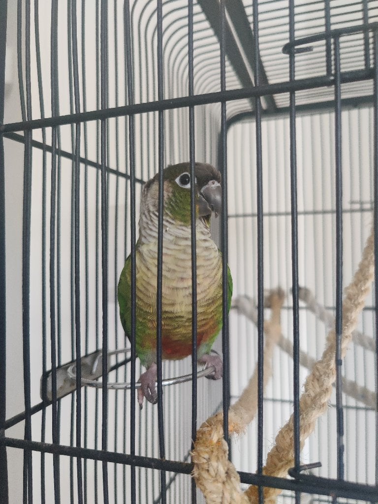 Pyrrhura met grote kooi. € 85, Meerdere dieren, Parkiet, Pratend