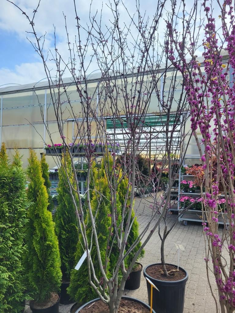 Cercis ch. Red Force 200-250 cm meerstammig, Ophalen, Volle zon, Overige soorten