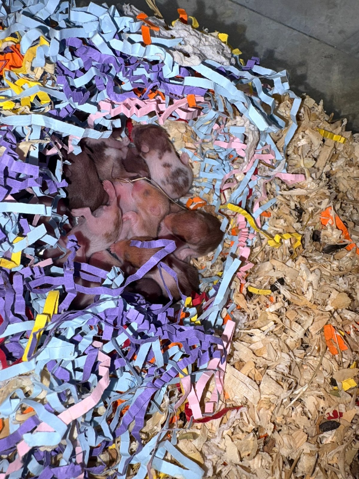 Te koop syriche hamster / goudhamster, Hamster, Augustus, Meerdere dieren, Tam