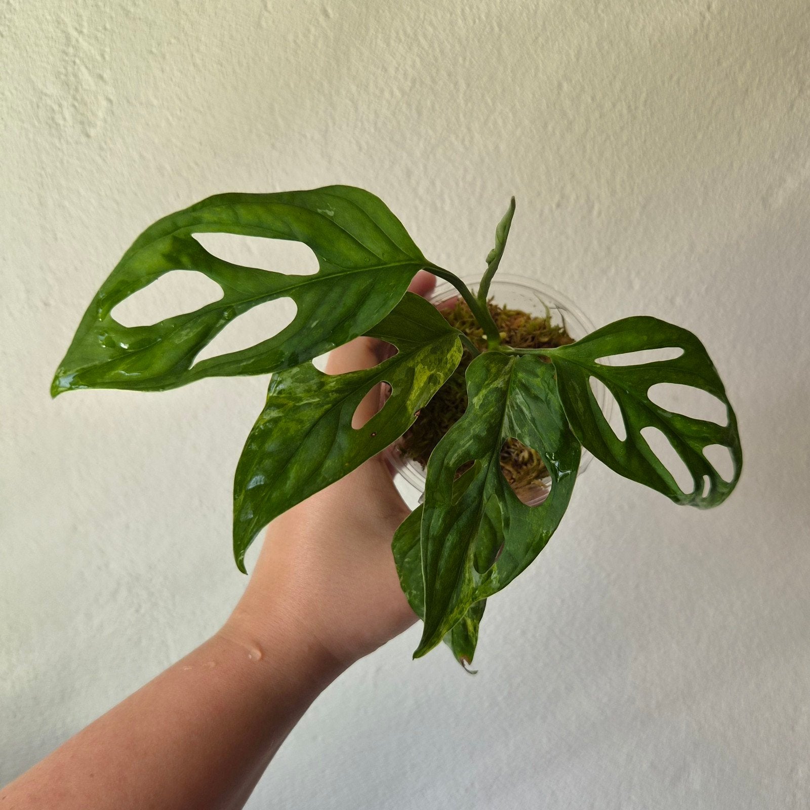 Monstera Indonesian Marble, Ophalen of Verzenden