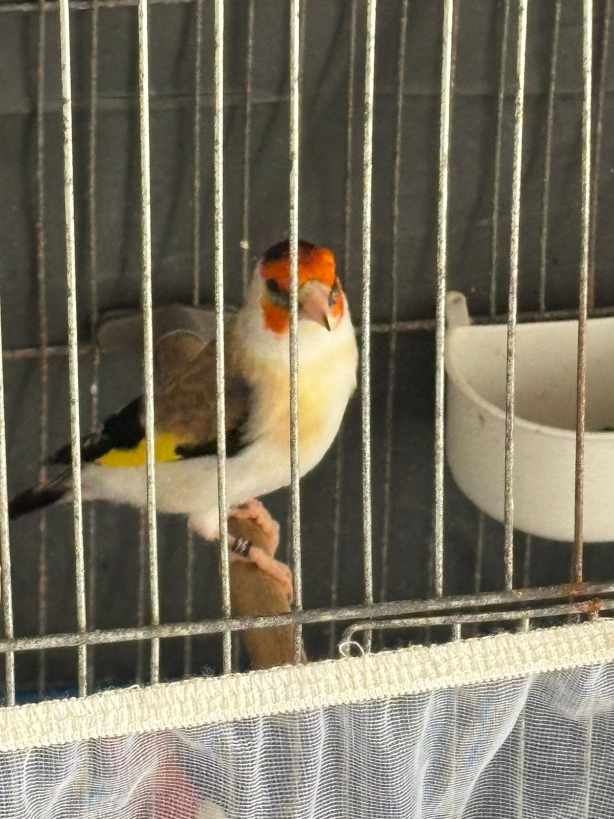 Witte keel man split vogel, witte negel van 2025., Dieren en Toebehoren, Vogels | Kanaries, Mannelijk, Kleurkanarie