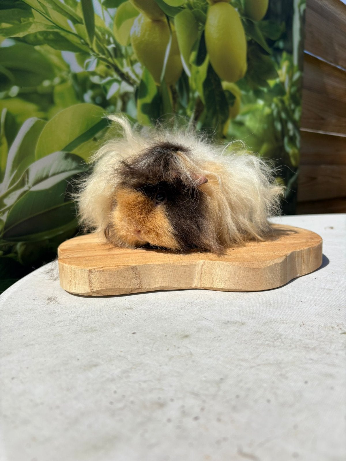 Alpaca/peruvian cavia zeugjes, Dieren en Toebehoren, Mei, Vrouwelijk, Cavia