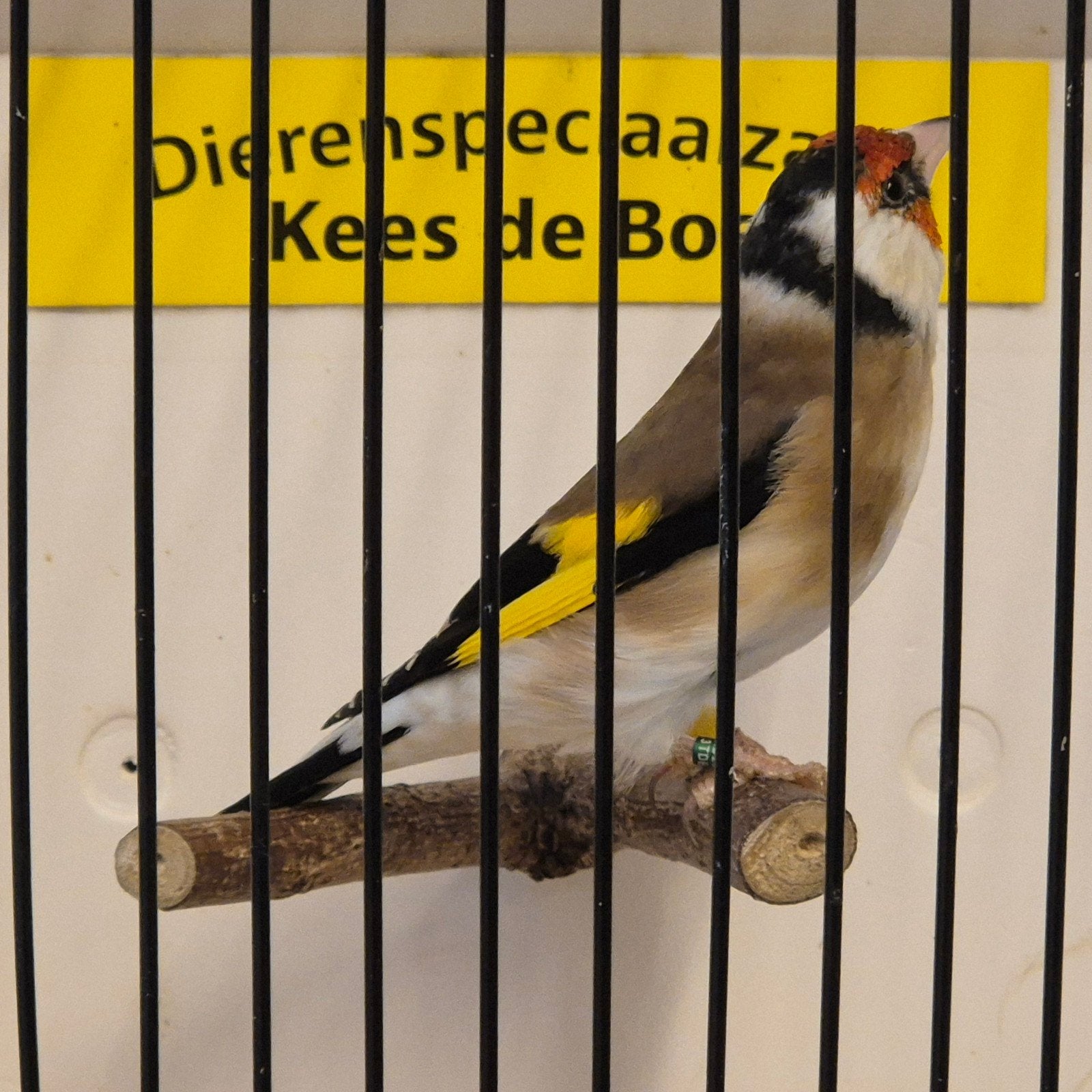 Major putter man, Dieren en Toebehoren