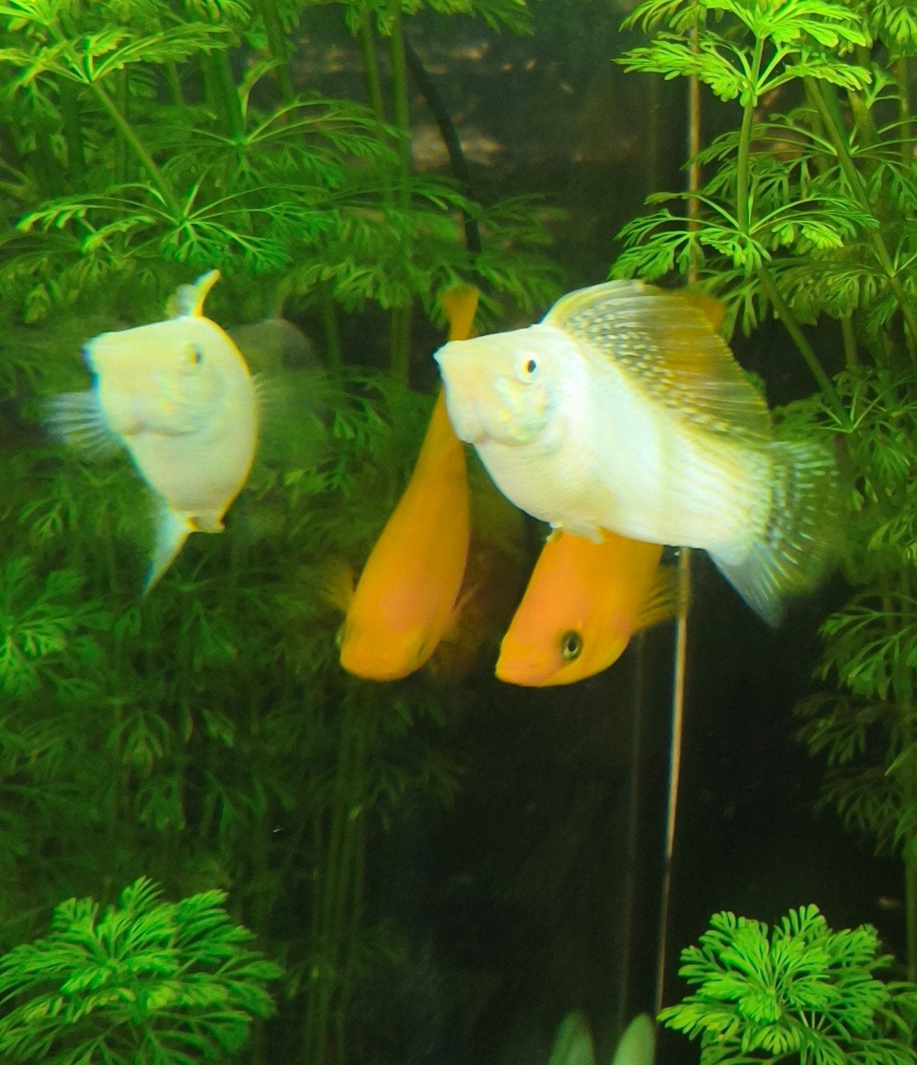 Molly,s, Dieren en Toebehoren, Vissen | Aquariumvissen, Vis