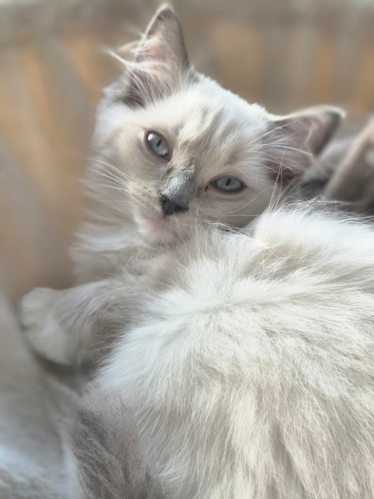 Britse langhaar x Ragdoll nog 2 poesjes beschikbaar, Meerdere dieren, Ontwormd, 0 tot 2 jaar