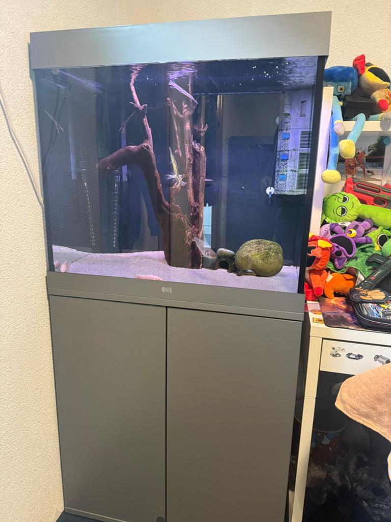 Juwel judo 200 grijs zgan aquarium compleet discus cichliden, Dieren en Toebehoren, Vissen | Aquaria en Toebehoren, Ophalen, Zo goed als nieuw