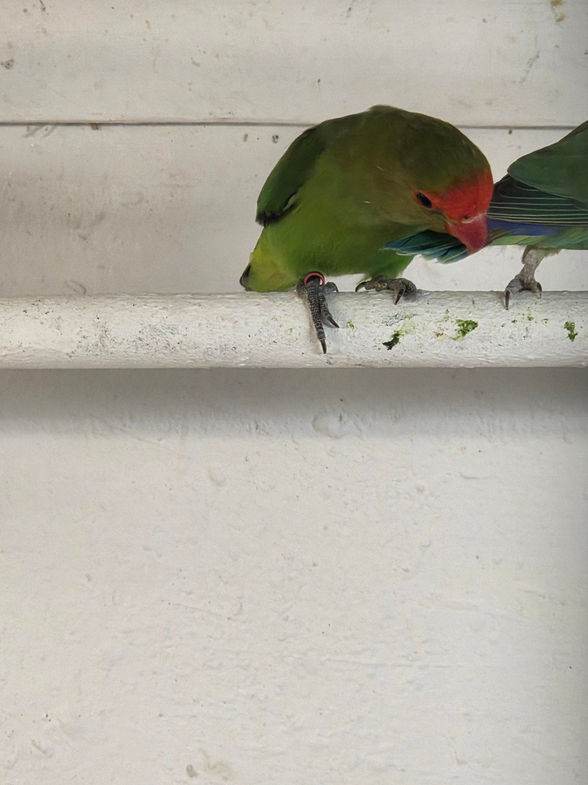 taranta.s, Meerdere dieren, Parkiet