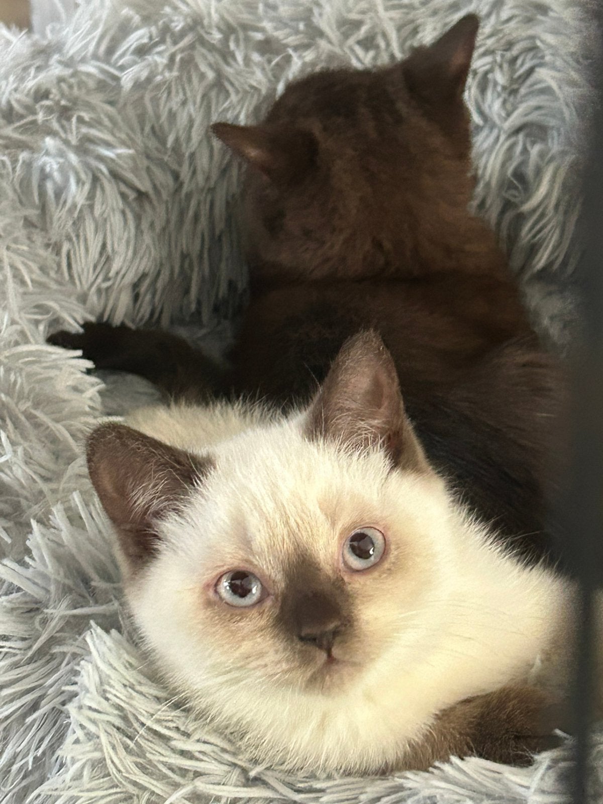 Brits kort haar kittens, Meerdere dieren, Met stamboom, 0 tot 2 jaar