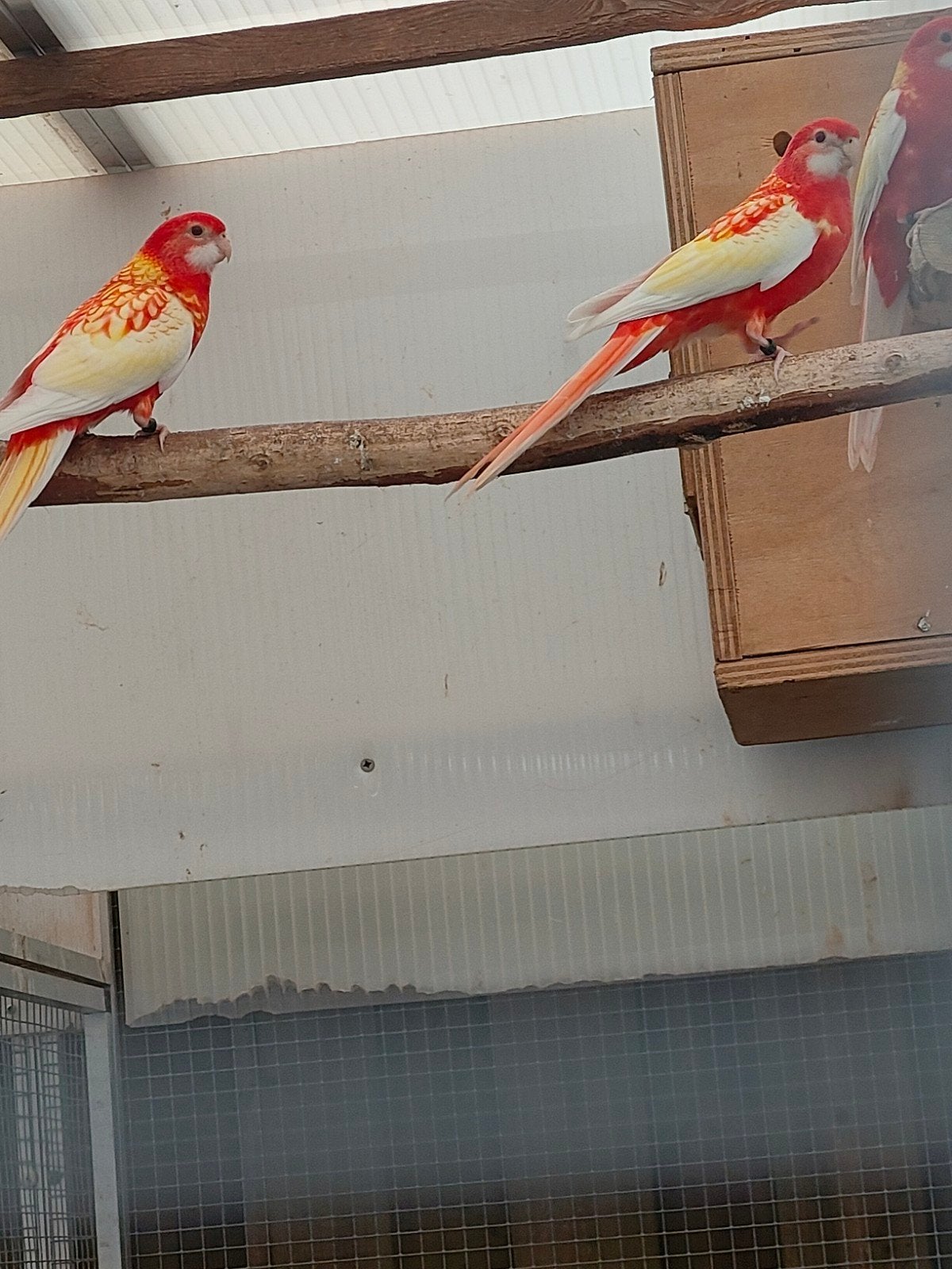 te koop rubino rosella s, Meerdere dieren, Parkiet, Geringd