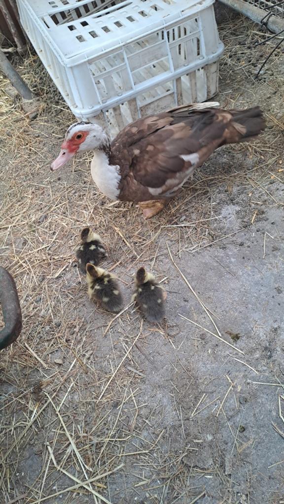 Moeder muskus eend met 3 kuikens en vader eend, Dieren en Toebehoren, Pluimvee, Meerdere dieren, Eend