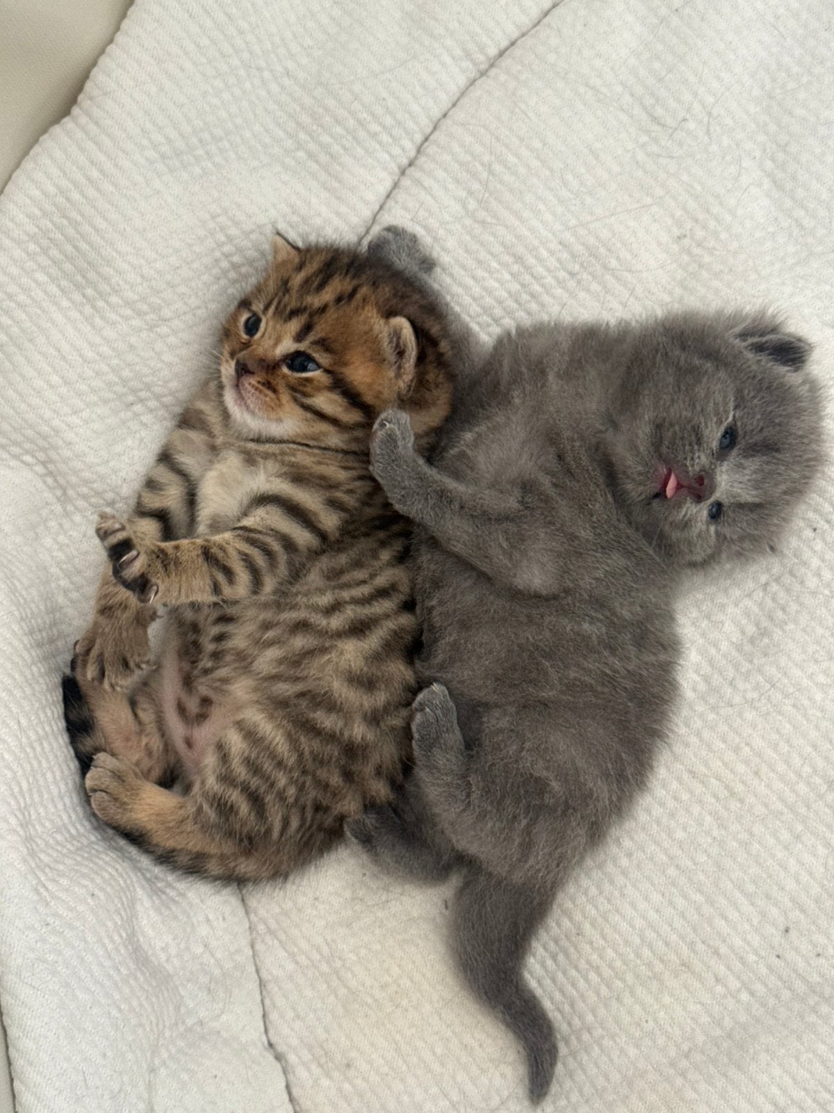 Britse Korthaar kittens geboren 21 augustus 5 kittens, Dieren en Toebehoren, Geslacht onbekend, Kortharig, 0 tot 2 jaar