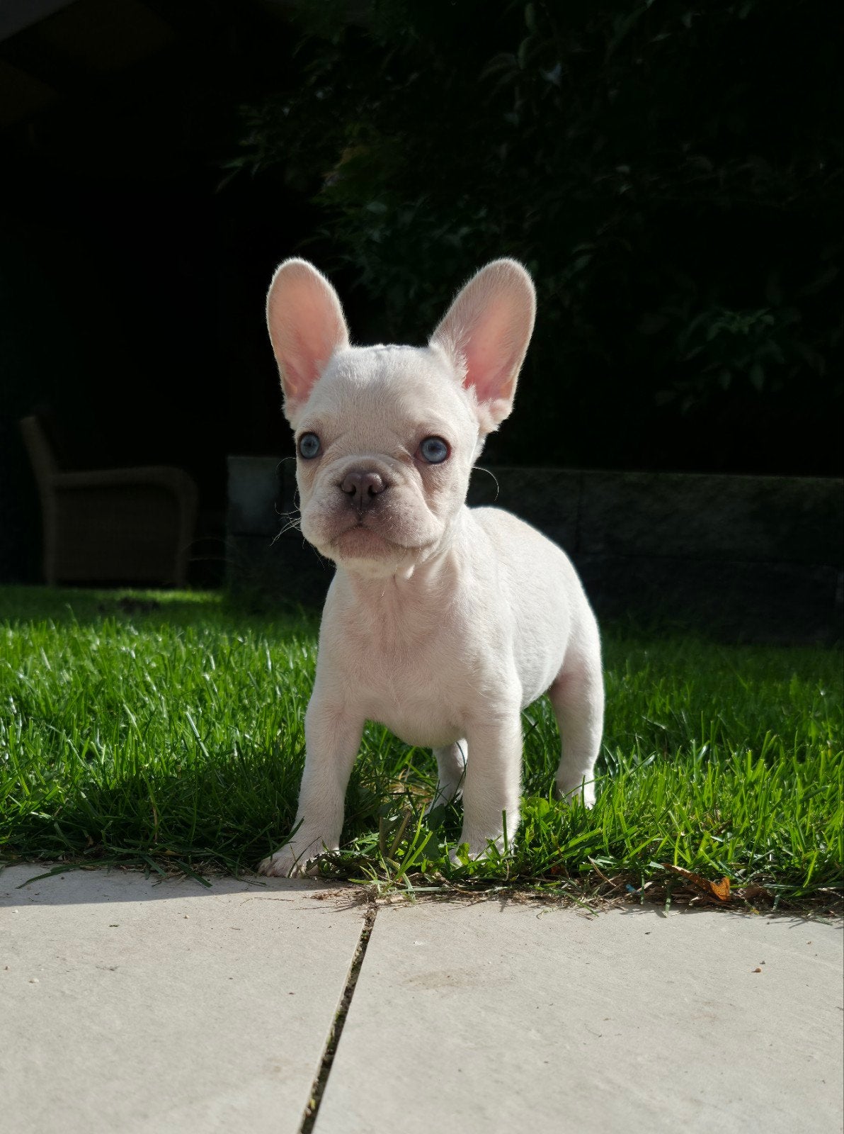 💙 super leuke x franse Bulldog pup reutje beschikbaar 💙, Parvo, Reu, 8 tot 15 weken, Bulldog