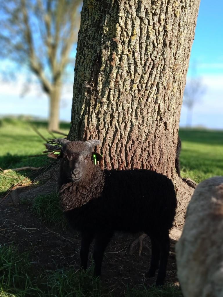 Skudde schaap ram lam, Mannelijk, Schaap, 0 tot 2 jaar