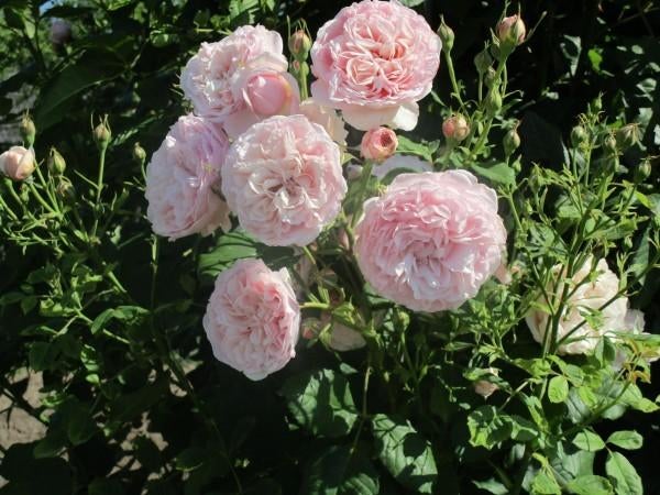Rosa Divina Klimroos Geurend, geurroos, nostalgisch, gezond, Tuin en Terras, Planten | Tuinplanten, Volle zon, Vaste plant, Ophalen of Verzenden