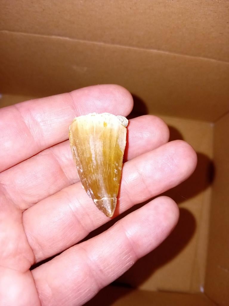 Mosasaurus tand, Ophalen of Verzenden, Fossiel