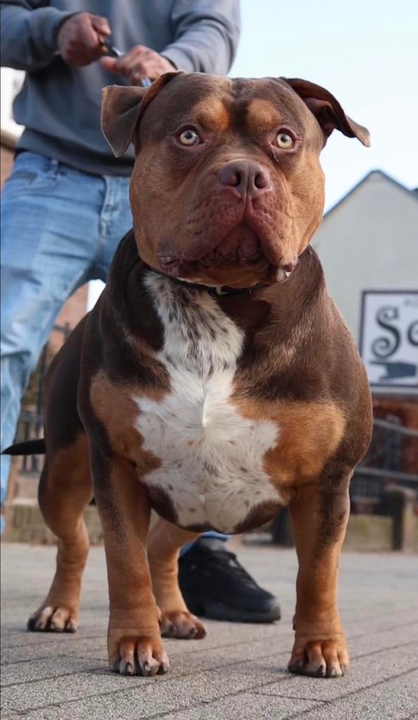 American bully XL dekreu, Dieren en Toebehoren, Particulier, Reu, 1 tot 2 jaar, Buitenland