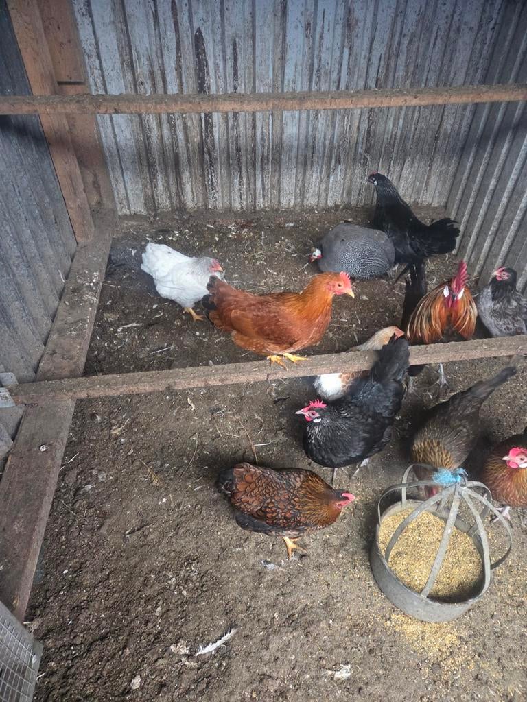 Te koop wyandot krielen drentse krielen pauwen, Dieren en Toebehoren, Pluimvee, Meerdere dieren, Kip