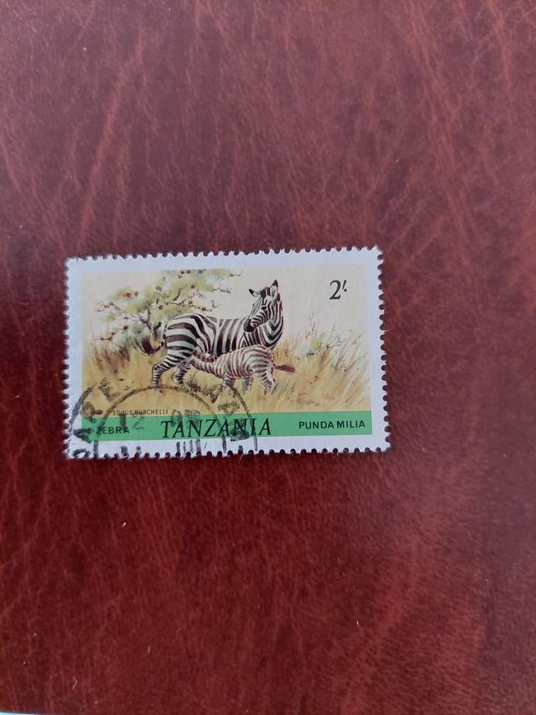 Zebra. Dieren. Tanzania, Ophalen of Verzenden