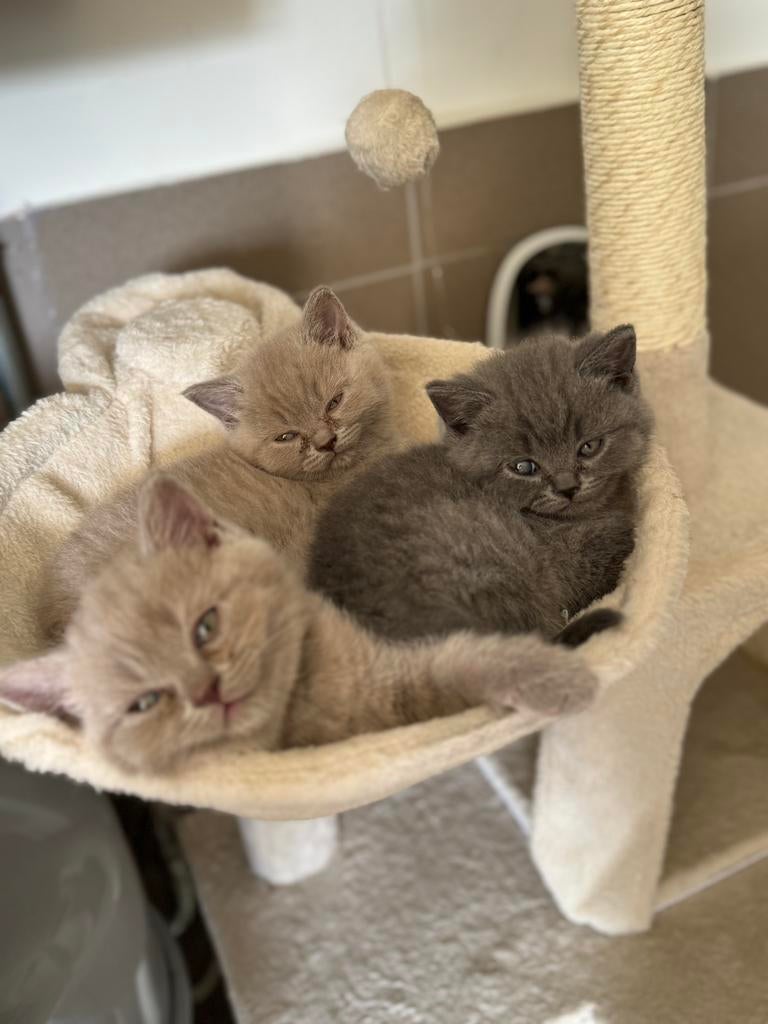 Schattige Britse Korthaar kittens zoeken een liefdevol thuis, Meerdere dieren, Met stamboom, 0 tot 2 jaar