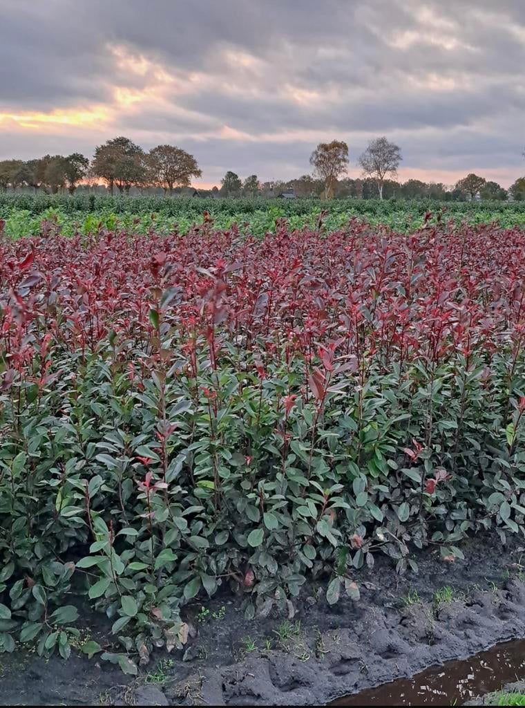 Glansmispel Photinia red robin, Ophalen, Overige soorten, 100 tot 250 cm