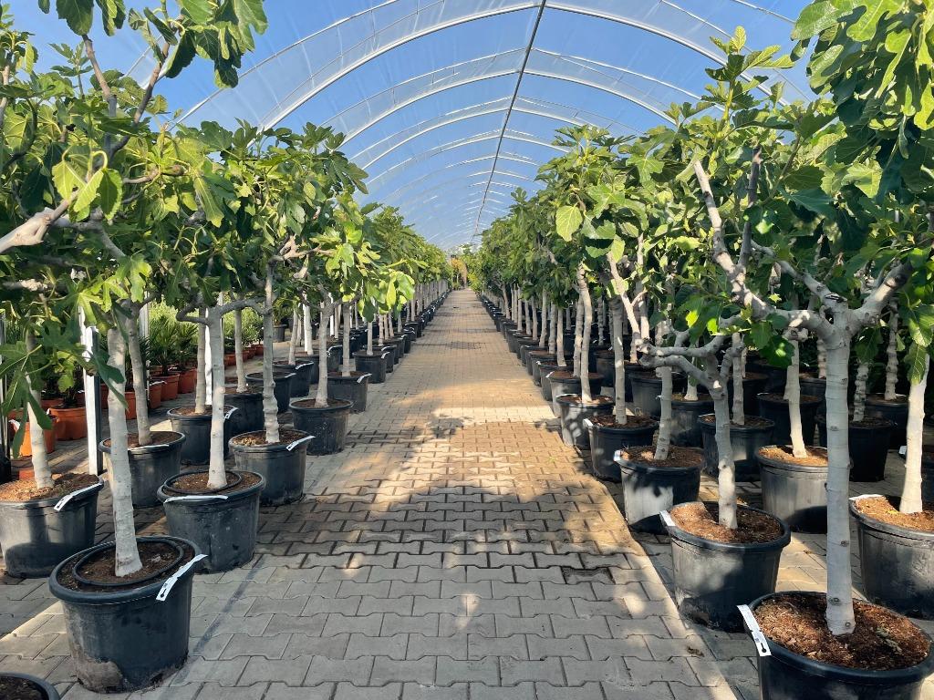 Vijgenboom / Vijgenbomen / Ficus carica in diverse maten, 100 tot 250 cm, Zomer, Volle zon, In pot