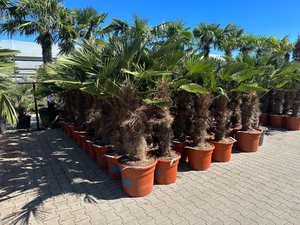 Trachycarpus wagnerianus palmbomen met 80/100cm stamhoogte!, In pot, Halfschaduw, Ophalen of Verzenden, 100 tot 250 cm