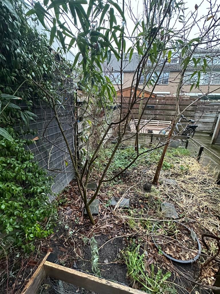 Appelboom te koop - zelf uitgraven!, Tuin en Terras, Planten | Bomen, Ophalen, Halfschaduw, Overige soorten, Lente