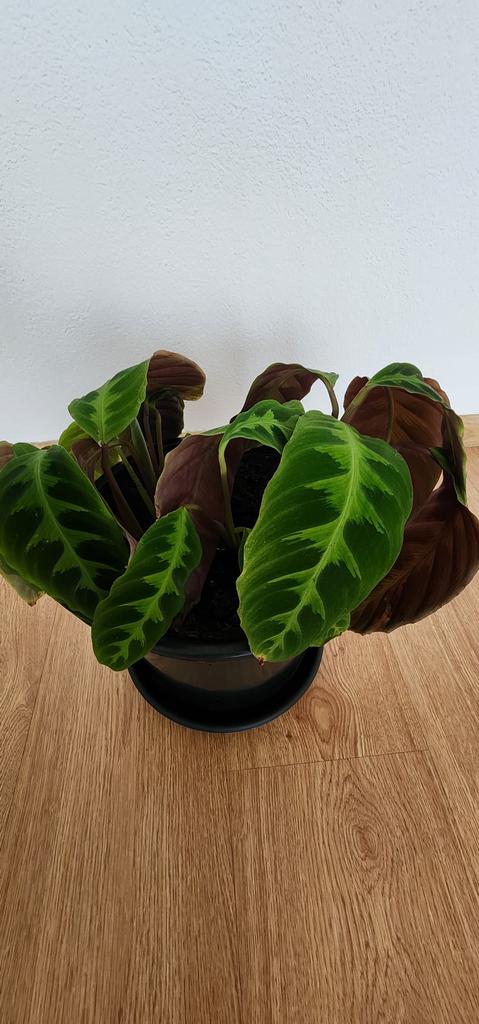 Prayer Plant, Ophalen, Halfschaduw, Minder dan 100 cm